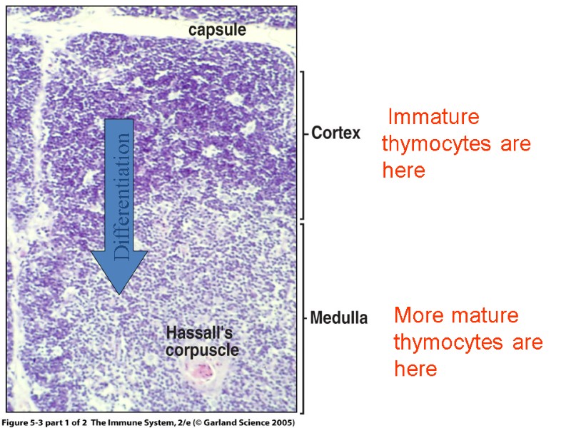Figure 5-3 part 1 of 2 Differentiation  Immature  thymocytes are here More